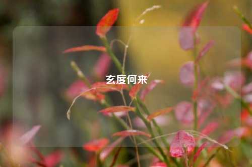 玄度何来  第1张